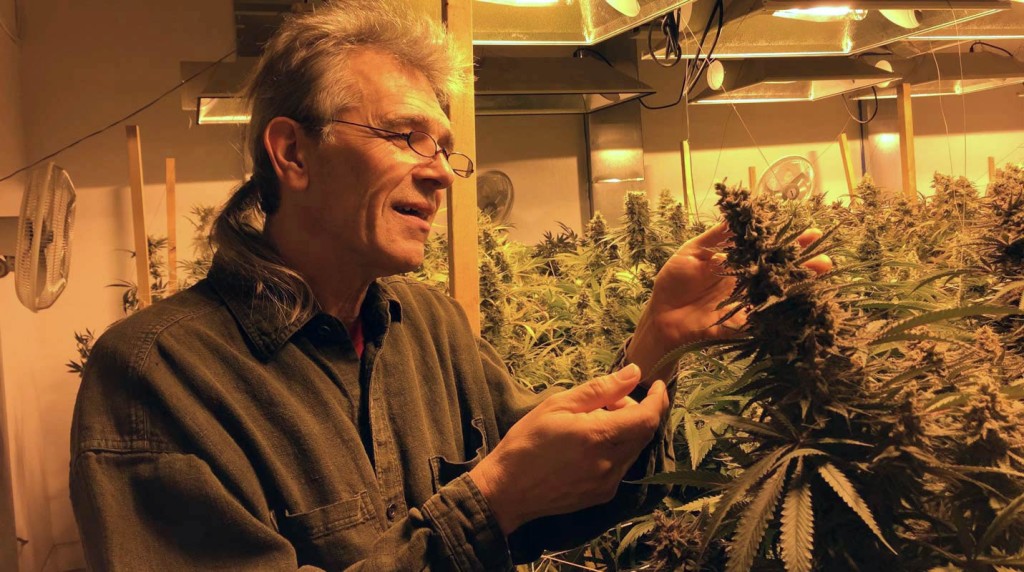Chris Conrad wearing a hemp shirt as he examines a flowering cannabis plant in a California indoor medical marijuana garden, 2015.